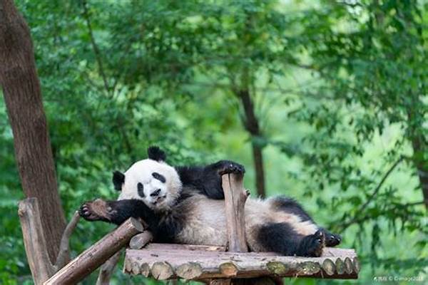 旅行熊猫是固定的吗-为什么大熊猫只有有,详细说明下